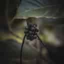 Thumbnail of photograph XX by Harsh Gupta