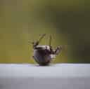 Thumbnail of photograph 23 by Harsh Gupta